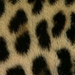 Leopard thumbnail