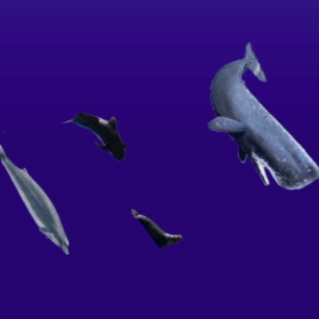 Diving