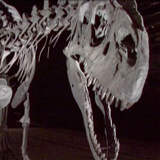 Dino