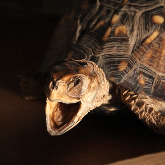 Turtle